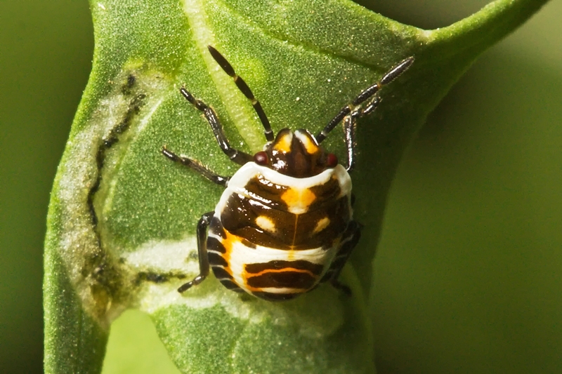 Ninfe di Eurydema e Nezara viridula